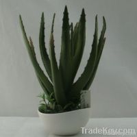 artificial cactus