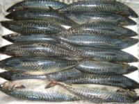 PACIFIC MACKEREL, frozen whole round