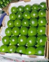 Persian Lime