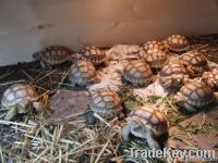 Sulcata tortoise