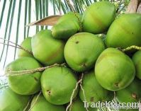 Coconut In Natura