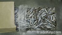 Azov anchovy frozen glazed