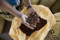 Arabica Coffee from Ethiopia