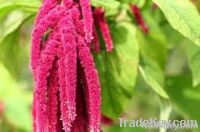 Amaranth oil