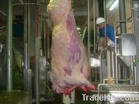 Livestock Slaughter (Aabattoir) Brisket Opening Saw
