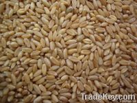 indian origin wheat