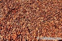 cocoa beans