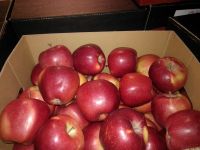 RED APPLES