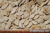 Pumpkin seeds| Agroimpex