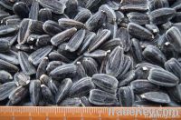 New Crop Sunflower Seeds Suppliers | Sunflower Seed Exporters, | Sunflower Black Seed  | Striped Black Seed | Flowers Seed | Sunflower Kernels