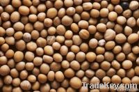 White Mustard Seeds| Agroimpex