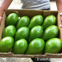 https://www.tradekey.com/product_view/Aguacates-4494087.html