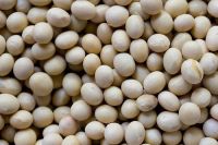 organic soyabean