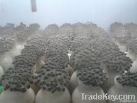 https://www.tradekey.com/product_view/Brown-Beech-Mushroom-4729730.html