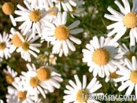 Chamomile officinallis