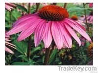 Echinacea purpurea