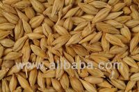 https://www.tradekey.com/product_view/Animal-Feed-Barley-Ukraine-4498433.html