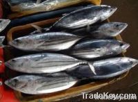 frozen bonito fish 150-200g