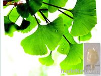 Ginkgo Leaf  Extract
