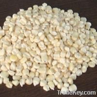 Maize | Maize Exporter | Corn Grain Seller | Maize Buyer | Bulk Maize Grain Importer | Corn bean Buyer | Corn bean Wholesaler | Corn Grain Manufacturer | Best Quality Corn Grain | Cheap Maize Supplier | Low Price Corn | Yellow Corn | White Cron | Baby Mai