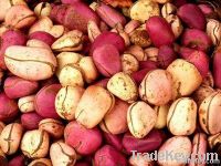 Red Kola Nut | Bitter Kola Nut