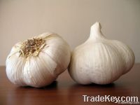 Fresh Garlic | Dried Garlic