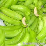 fresh green cavendish bananas