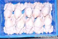 Frozen Halal Whole Chicken