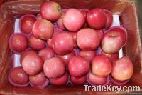 Chinese fuji apple