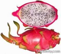 FRESH DRAGON FRUIT