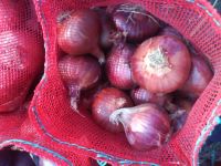 Fresh Red Onion