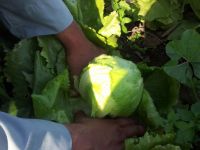 Fresh Iceberg lettuce