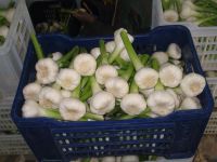 Fresh( White &amp; Red ) Garlic