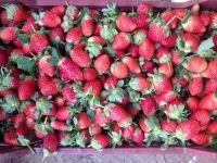 Fresh Strawberry