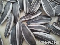 sunflower seeds 5009   for export