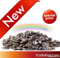 Confectionary sunflower seeds 5009 best price