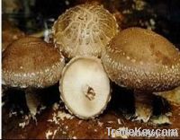 Organtic Mushroom Extract Lentinan