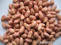 Peanut, Ground Nut Kernels