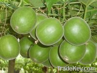 Natural Sweetener Mogroside V 25% Powder Luo Han Guo extract