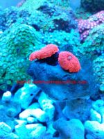 https://fr.tradekey.com/product_view/Mushroom-Corals-6483905.html