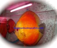 Discus Fish (for sale)