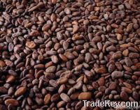 Cocoa Beans