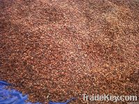 Cocoa Beans