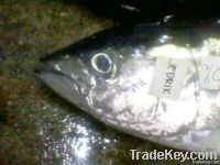 yellowfin tuna