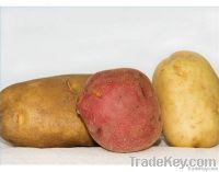 Fresh Potato