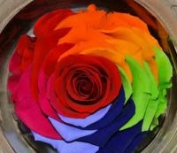 rainbow, preserved flower material,preserved everlasting rose, neverfading  fresh flower for gift and home decor