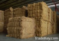 Palm fibre