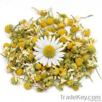 Chamomile flowers