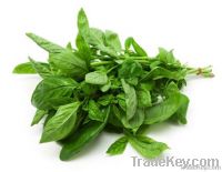 Basil