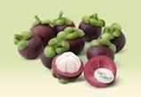 MANGOSTEEN